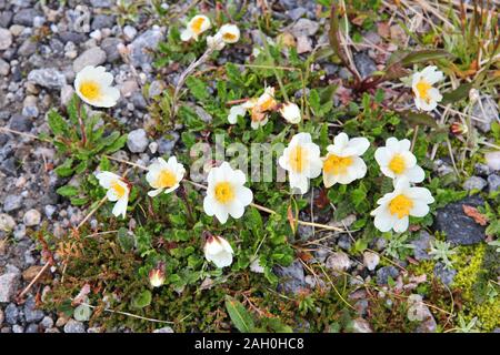 Alpenblumen von Norwegen. Flora von Saltfjellet-Svartisen Nationalpark. Berg avens Arten (Dryas octopetala) der immergrünen subshrub. Stockfoto