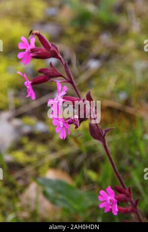 Alpenblumen von Norwegen. Flora von Saltfjellet-Svartisen Nationalpark. Silene dioica (Red Campion) Blüte. Stockfoto