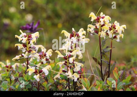 Alpenblumen von Norwegen. Flora von Saltfjellet-Svartisen Nationalpark. Entfernen Lousewort lapponica (Lappland) - Wurzel Parasit Anlage. Stockfoto