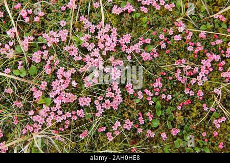 Alpenblumen von Norwegen. Flora von Saltfjellet-Svartisen Nationalpark. Kalmia procumbens (Alpine azalea) Zwerg blühender Strauch der Ericaceae Familie. Stockfoto