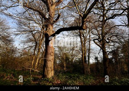 Waldland, Foots Cray Wiesen, Foots Cray, Nr Sidcup, Kent. Großbritannien Stockfoto