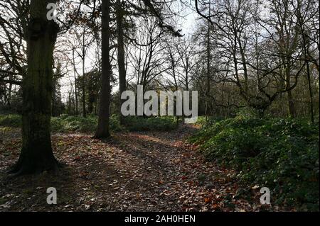 Waldland, Foots Cray Wiesen, Foots Cray, Nr Sidcup, Kent. Großbritannien Stockfoto