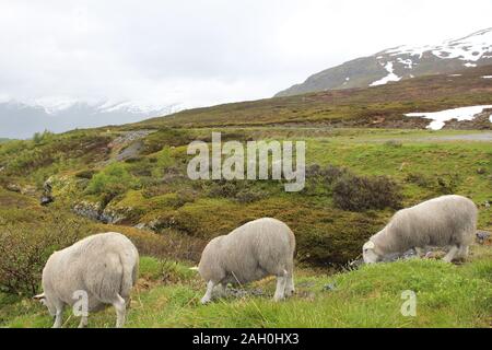 Schafe in der Tundra biome Landschaft in Norwegen. Bergbach im Aurlandsfjellet. Stockfoto