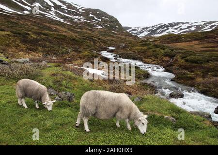 Schafe in der Tundra biome Landschaft in Norwegen. Bergbach im Aurlandsfjellet. Stockfoto