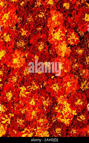 Ringelblume floral background. Blühende Tagetes erecta hautnah. Vertikale Format. Stockfoto