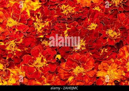Ringelblume floral background. Blühende Tagetes erecta hautnah. Stockfoto