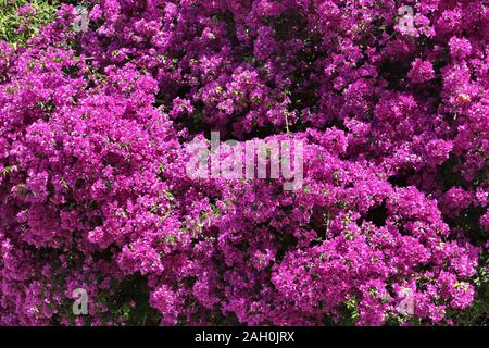 Bougainvillea blüht auf der Insel Korfu, Griechenland. Lila Blüten. Stockfoto