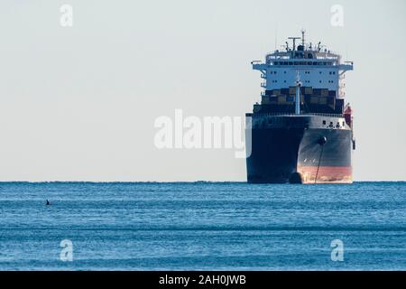 Orca Killer Whale in Mittelmeer Genua, Italien aus Island in der Nähe von großen Containerschiff kommenden Stockfoto