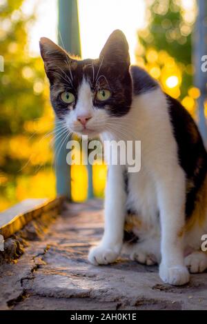 Lustige überrascht cat Closeup Portrait. Maneki Neko kitty. Stockfoto
