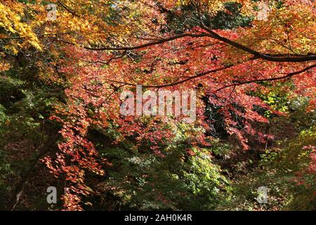 Herbstlaub in Japan. Rot und Orange momiji Blätter (Ahorn) in Kyoto. Bunte Japan Herbst. Stockfoto