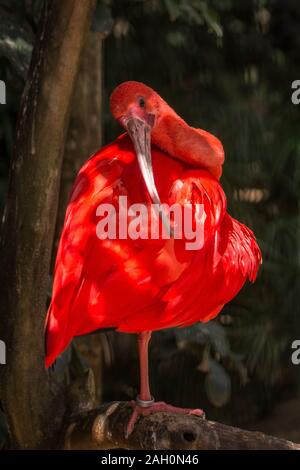 Scarlet Ibis, Eudocimus ruber, wilde tropische Vögel von Brasilien isoliert in den Wald Foz de Iguazu Parque das Aves Stockfoto