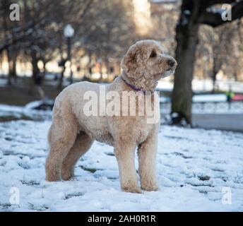 Hund im Schnee Stockfoto