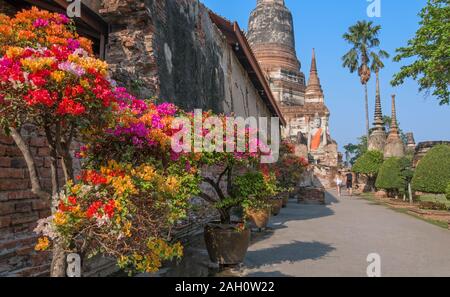 Üppig und reichhaltig Landschaftsgestaltung mit bunten Blumen in einem touristischen Ort. Touristen zu einem buddhistischen Tempel mit einem Buddha in Ayutthaya, Thailan bewegen Stockfoto