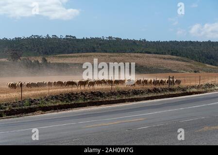 Caledon, Western Cape, Südafrika. Dezember 2019, Schafe auf frisch geernteten Feldern von Weizen in der Caledon Region von Südafrika Stockfoto