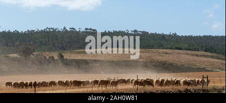 Caledon, Western Cape, Südafrika. Dezember 2019, Schafe auf frisch geernteten Feldern von Weizen in der Caledon Region von Südafrika Stockfoto