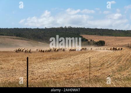 Caledon, Western Cape, Südafrika. Dezember 2019, Schafe auf frisch geernteten Feldern von Weizen in der Caledon Region von Südafrika Stockfoto