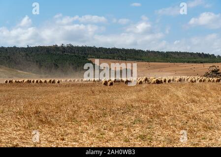 Caledon, Western Cape, Südafrika. Dezember 2019, Schafe auf frisch geernteten Feldern von Weizen in der Caledon Region von Südafrika Stockfoto