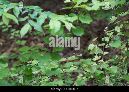 Luna Moth in Habitat (rechts von der Mitte), gefunden beim Wandern Kingsnake Trail, Congaree National Park, South Carolina, Frühling. Stockfoto