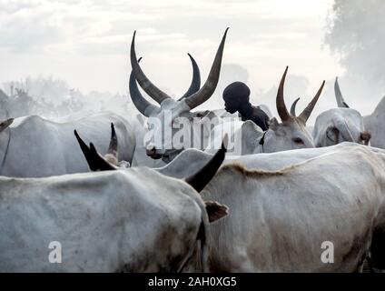 mundari stamm junge kümmert sich um langen hörner kühe in einem