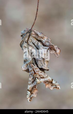 (Deidamia inscriptum beschriftete Sphinx) Erwachsenen Motten anzeigen cyrpsis sitzend auf toten Blattes. Congaree National Park, South Carolina, Frühling. Stockfoto