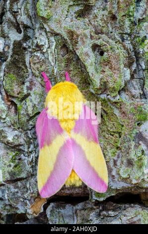 Rosy Ahorn Motte (Dryocampa rubicunda) ruht auf Loblolly Pine bark. Congaree National Park, South Carolina, Frühling. Stockfoto