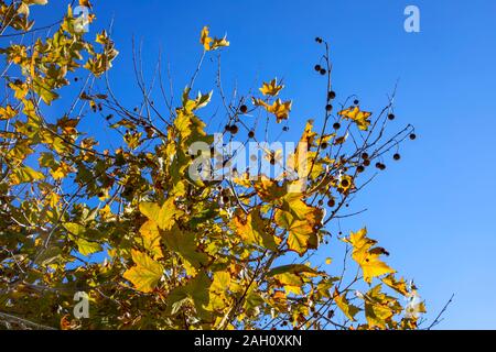 Zweige einer Platane Baum mit gelben Herbst Laub und Samen close-up auf dem Hintergrund des blauen Himmels Stockfoto