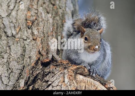 Graue Eichhörnchen mit Schnee auf der Nase. Merseyside, United Kingdon, Winter. Stockfoto