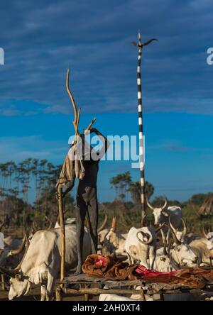 Mundari Stamm junge stehend auf einem Bett aus Holz in der Mitte seiner langen Hörner Kühe, Central Equatoria, Terekeka, South Sudan Stockfoto