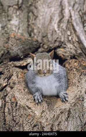 Graue Eichhörnchen mit Schnee auf der Nase aus Baum Hohlraum. Merseyside, Großbritannien, im Winter. Stockfoto