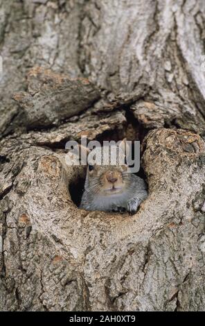 Graue Eichhörnchen aus Baum Hohlraum. Merseyside, Großbritannien, im Winter. Stockfoto