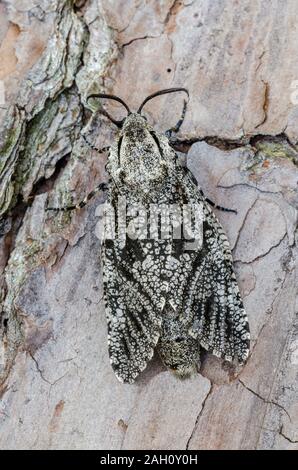 Carpenterworm Motte (Prionoxystus robiniae) Erwachsenen auf Loblolly Pine bark. Congaree National Park, South Carolina, Frühling. Stockfoto