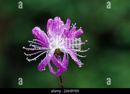 Rhodora (Rhododendron canadense) Regen fallen Blüten in geschiebemergel Barrens. Poconos, Pennsylvania, Frühling. Stockfoto