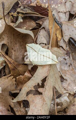 Gelb (Slate-Line Tetracis crocallata) Erwachsenen ruht auf Waldboden. Congaree National Park, South Carolina, Frühling. Stockfoto