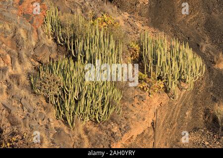 Große Kanarische Wolfsmilch Kaktus in Teneriffa, Spanien. Stockfoto