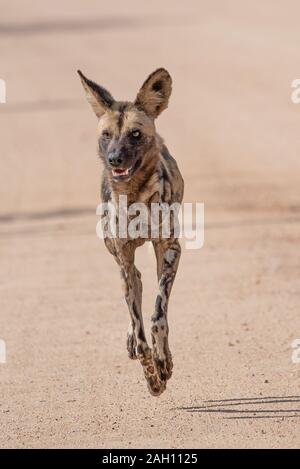 - Ein Afrikanischer Wildhund Lycaon pictus - laufen, werden alle vier Pfoten weg vom Boden - im Kruger Nationalpark in Südafrika Stockfoto