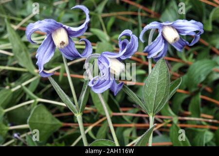 Clematis integrifolia Stockfoto