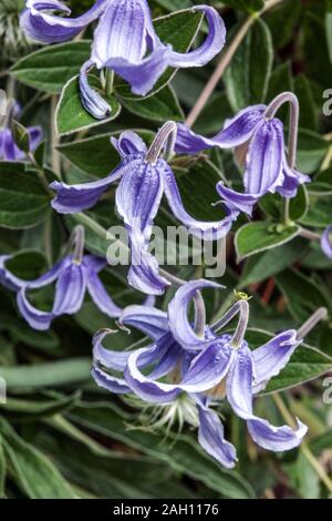 Clematis integrifolia Stockfoto