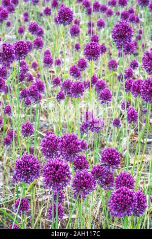 Allium hollandicum 'Purple Sensation' blüht Deutschland Stockfoto