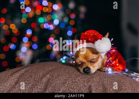 Der Toy Terrier ist ein gelbes New Year's Hund. Stockfoto