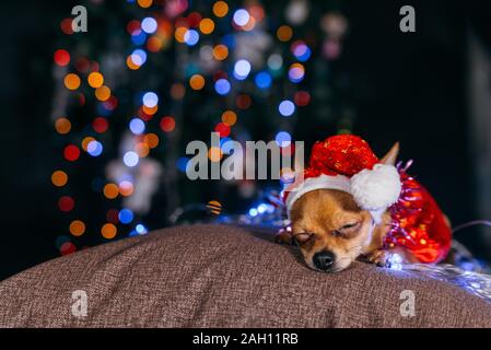 Der Toy Terrier ist ein gelbes New Year's Hund. Stockfoto