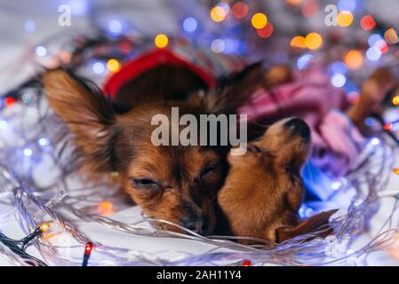 Zwei Toy Terrier ist ein gelbes New Year's Hund. Stockfoto