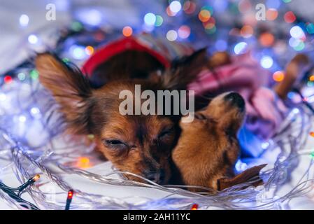 Zwei Toy Terrier ist ein gelbes New Year's Hund. Stockfoto