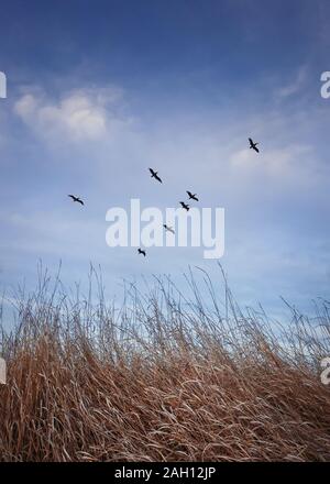 Scharen von Zugvögeln über eine Wiese mit trockenem Gras fliegen. Ende der herbstlichen Szene, vertikale Schuß in die Natur mit einem blauen Himmel im Hintergrund. Stockfoto