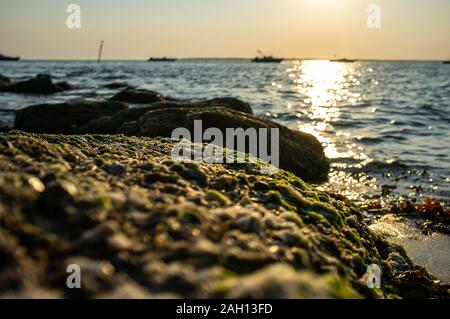 Moos und Algen, die auf Felsen im Wasser gegen Sonnenuntergang Stockfoto