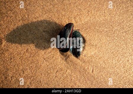 Nahaufnahme von Muscheln im Sand an einem Strand mit langen Schatten im Sonnenuntergang Stockfoto