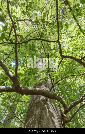 Zweige einer grossen Buche im Wald Stockfoto