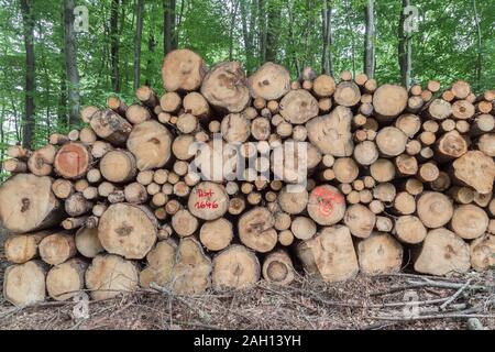 Gestapelte Trunks in Laubwald Stockfoto