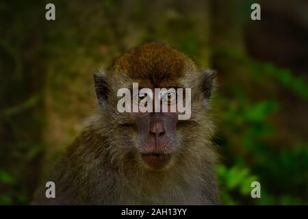 Lange macaque auf Kinabatang Fluss, Sabah, Malaysia, Borneo, beschattete. Nahaufnahme des Kopfes sitzend am Baum. In die Kamera starren. Affe. Unscharfer Hintergrund. Stockfoto