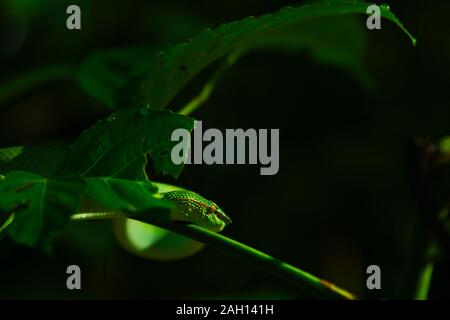 Bornesischen Gekielt green Pit Viper-Tropidolaemus subannulatus. Bako Nationalpark, Malaysia, Borneo. Während der Nacht. Nahaufnahme auf Baum. Hängende grüne Schlange. Stockfoto