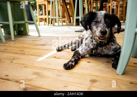 Alter Hund mit kranken Augen liegt auf Holzboden zwischen Stühlen in der Bar am Strand in frankreich Stockfoto